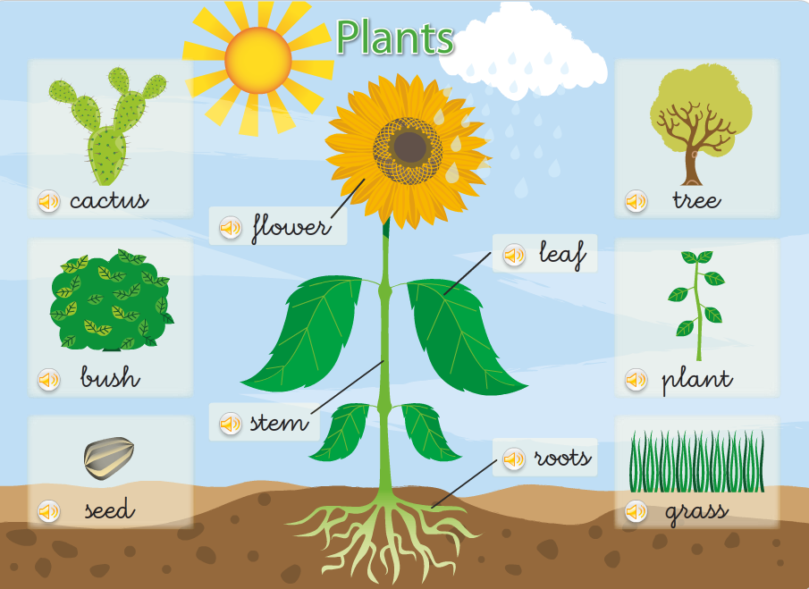 Plants kinds. Растения. Плакат. Parts of a Plant. Parts of Plants and Trees презентация. Types of Plants for Kids.